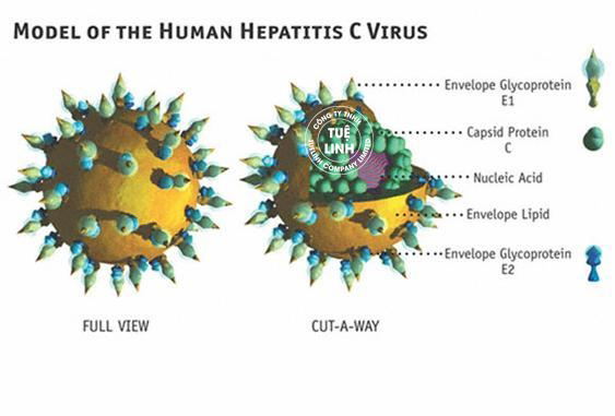 hình ảnh virus viêm gan