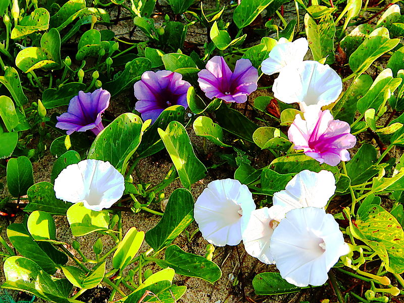 Rau muống biển Rau muống biển rau-muong-bien