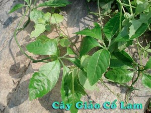 cay giao co lam 300x225 Giảo cổ lam