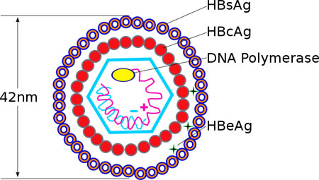Hepatitis B virus v2 Ý nghĩa định lượng HBsAg trong điều trị viêm gan B