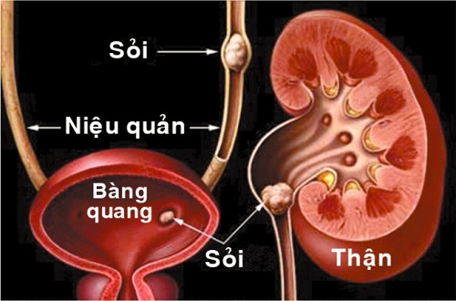 soi-tiet-nieu