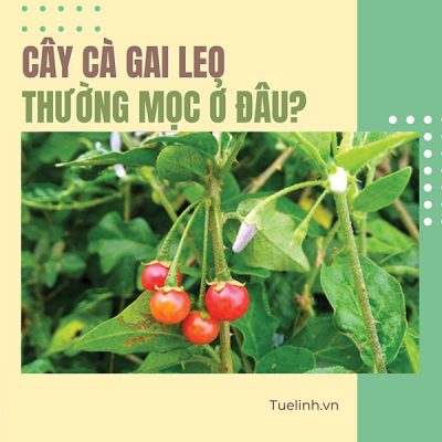 Cây Cà gai leo thường mọc ở đâu? Vùng trồng chuẩn sạch!