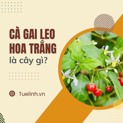 Cà gai leo hoa trắng là cây gì? Đặc điểm nhận biết