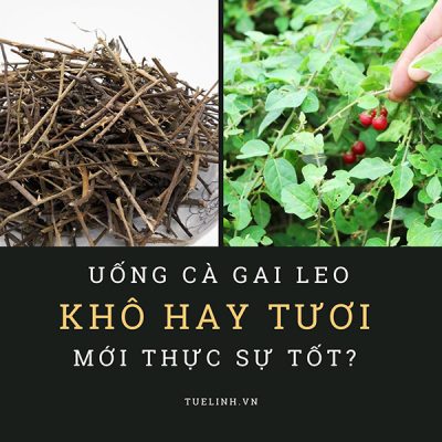 Nên uống Cà gai leo tươi hay khô thì tốt?