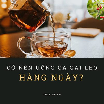 Có nên uống Cà gai leo hàng ngày? Giải đáp từ chuyên gia