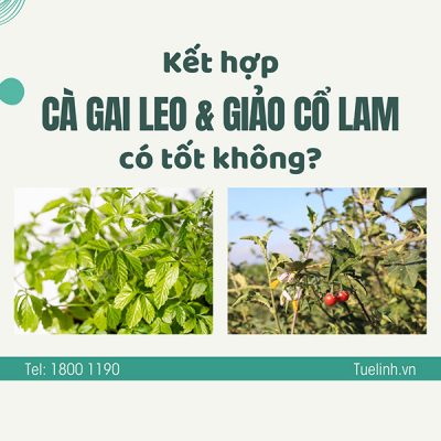 Uống kết hợp cà gai leo và giảo cổ lam có tốt không