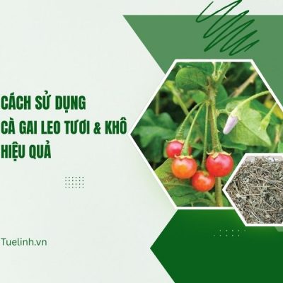 Cách sử dụng cây Cà gai leo ở dạng tươi và khô đúng nhất